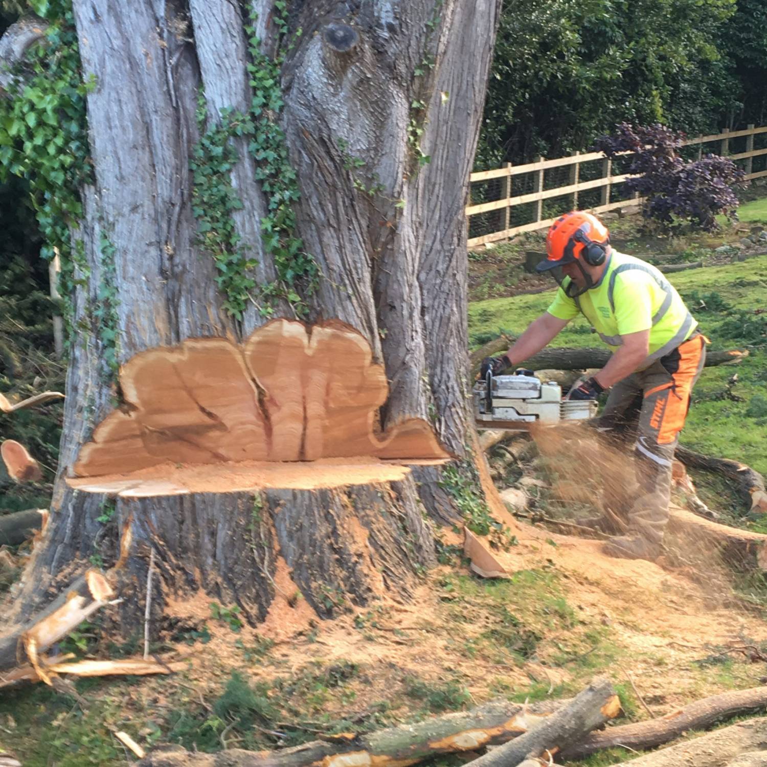 Dessouchage de souches d'arbres et de haies à La Queue-en-Brie dans le Val de Marne 94