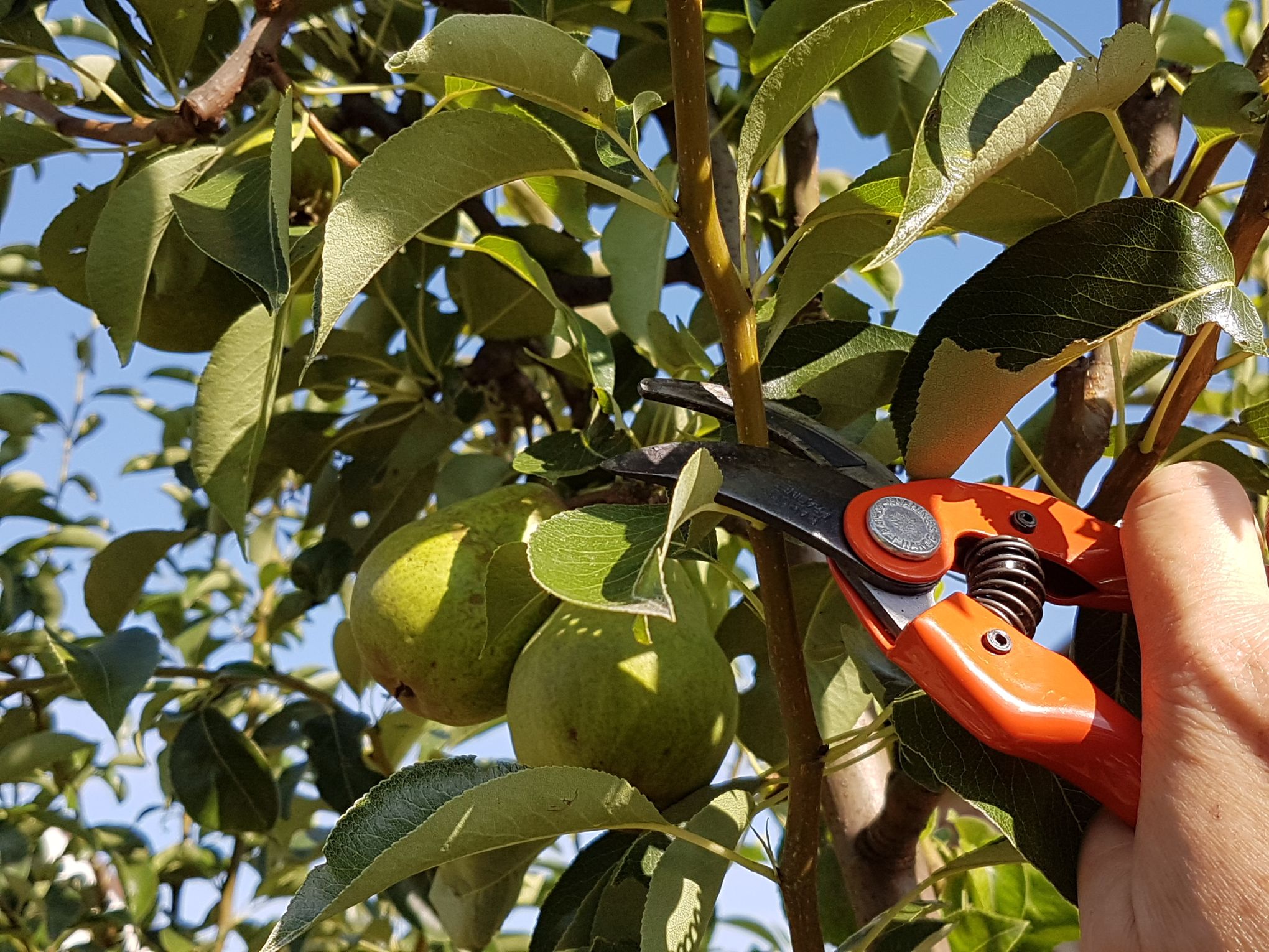 Taille d'arbres fruitiers à La Queue-en-Brie dans les Val de Marne 94