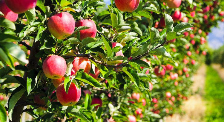 Taille d'arbres fruitiers à La Queue-en-Brie dans le Val de Marne 94