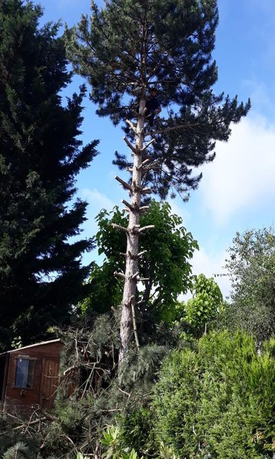 Elagueur dans les Val de Marne 94