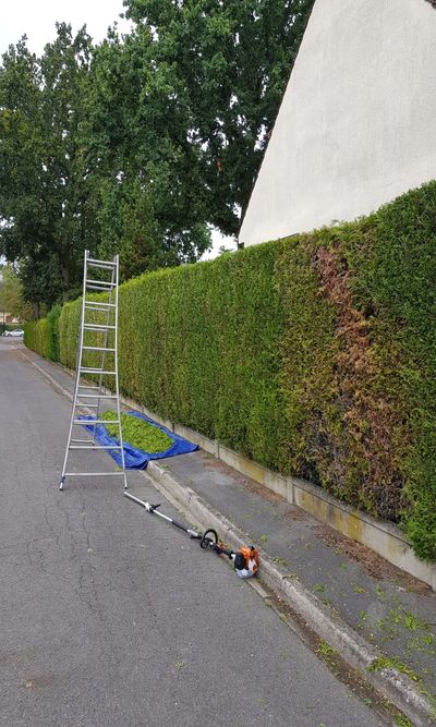 Taille de haies dans les Val de Marne 94