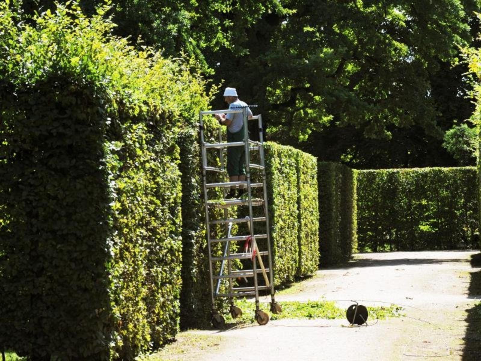 Taille de haies à La Queue-en-Brie dans les Val de Marne 94